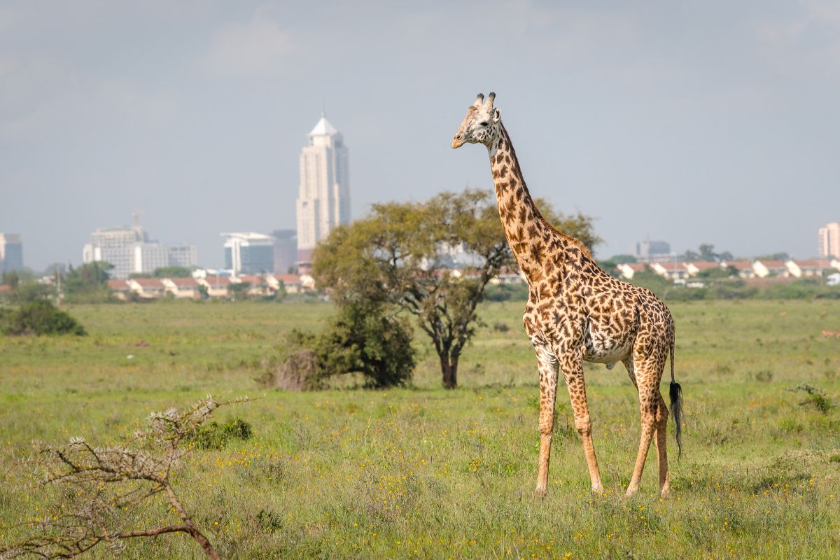 Nairobi National Park safari