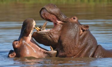 1-Day Trip to Lake Naivasha and Hell’s Gate