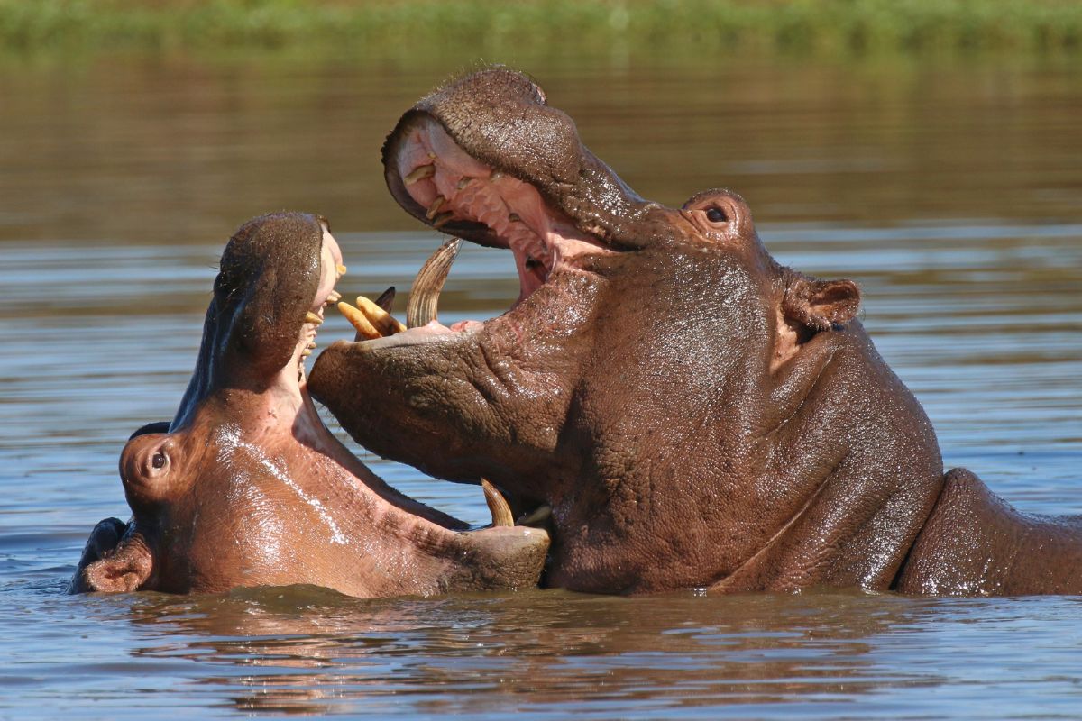 1-Day Trip to Lake Naivasha and Hell’s Gate