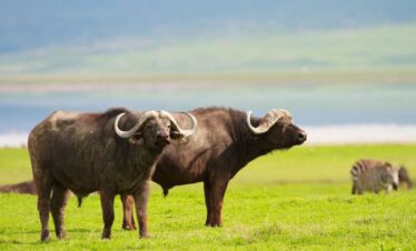 5-Day Amboseli and Tsavo Safari Package