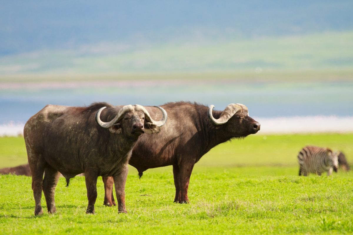 5-Day Amboseli and Tsavo Safari Package