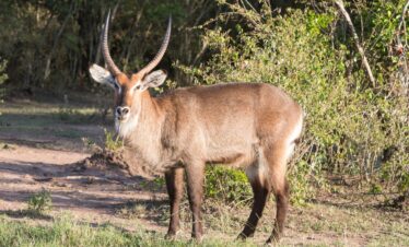 1-Day Trip to Lake Naivasha and Hell’s Gate