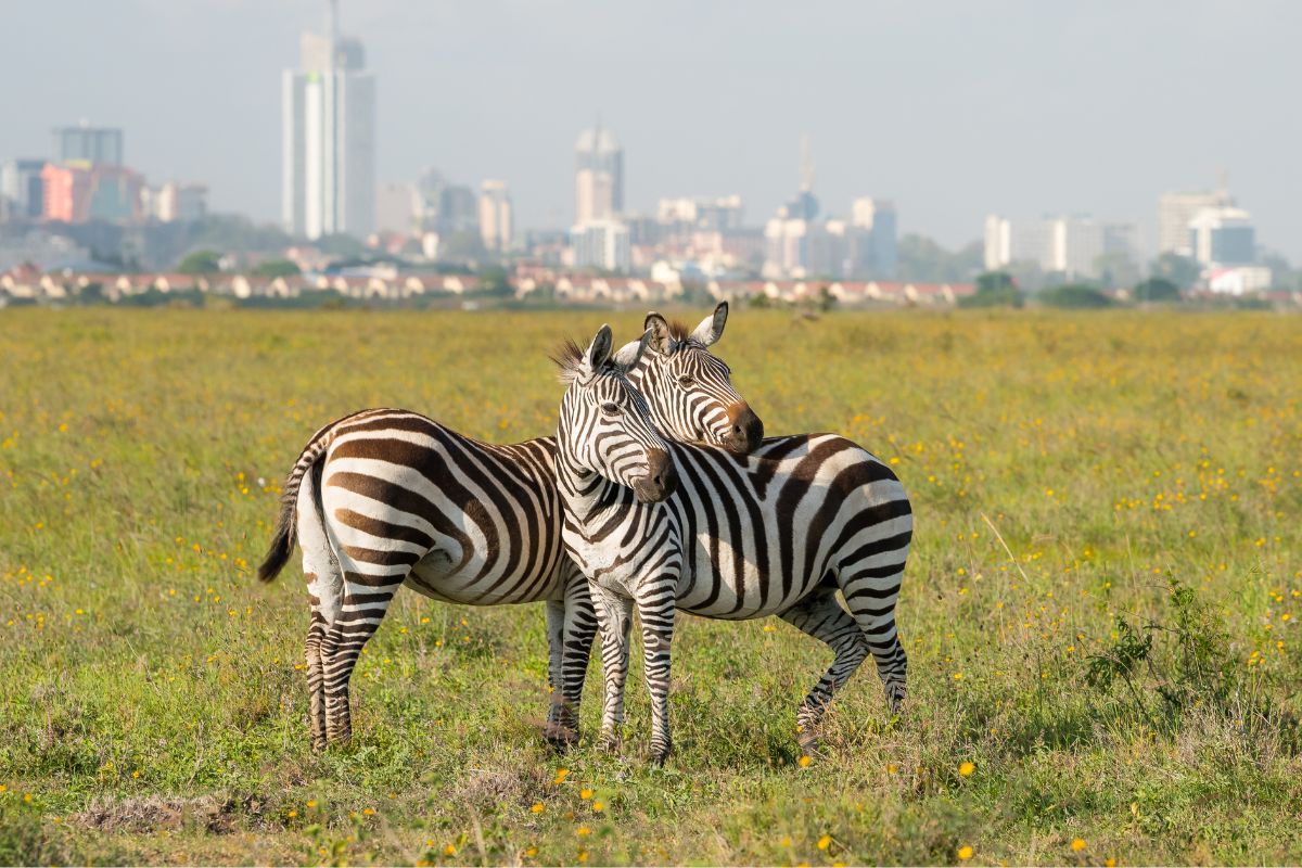 City Tours and Cultural Experiences in Kenya