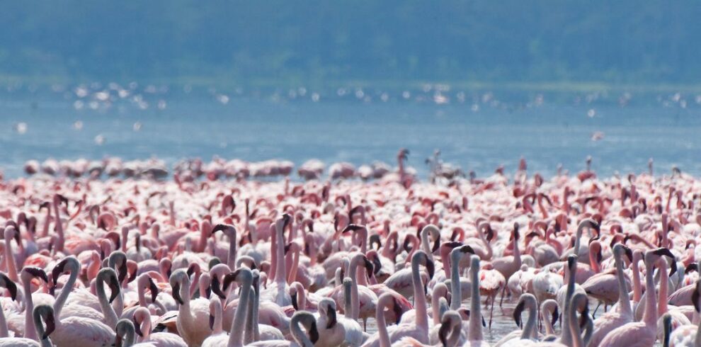 Lake Nakuru Safari Tours
