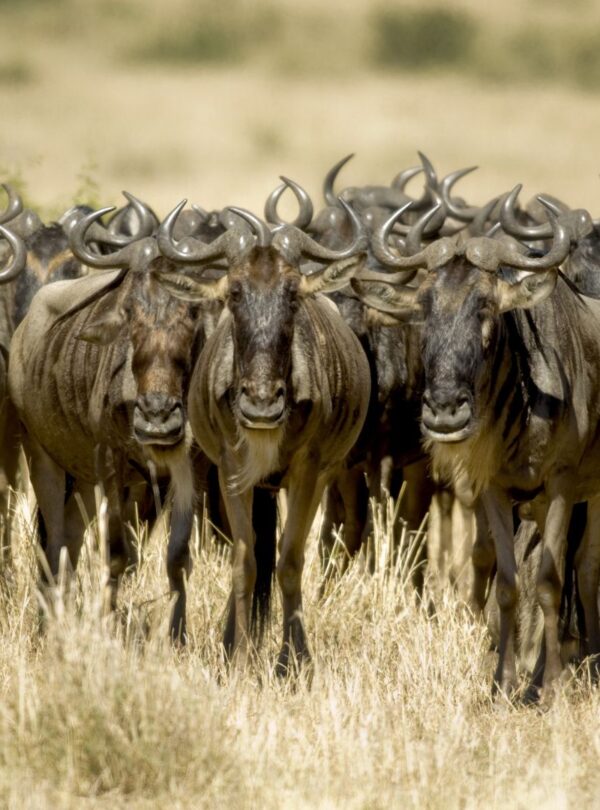 7-Day Kenya Safari Package