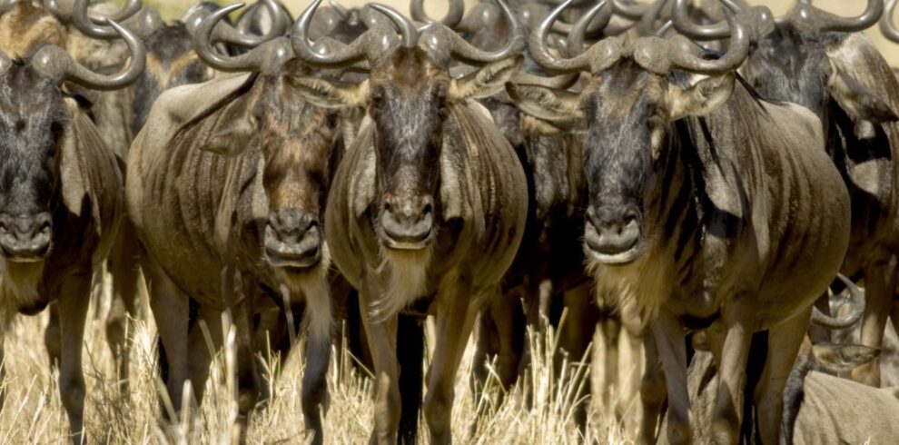 7-Day Kenya Safari Package