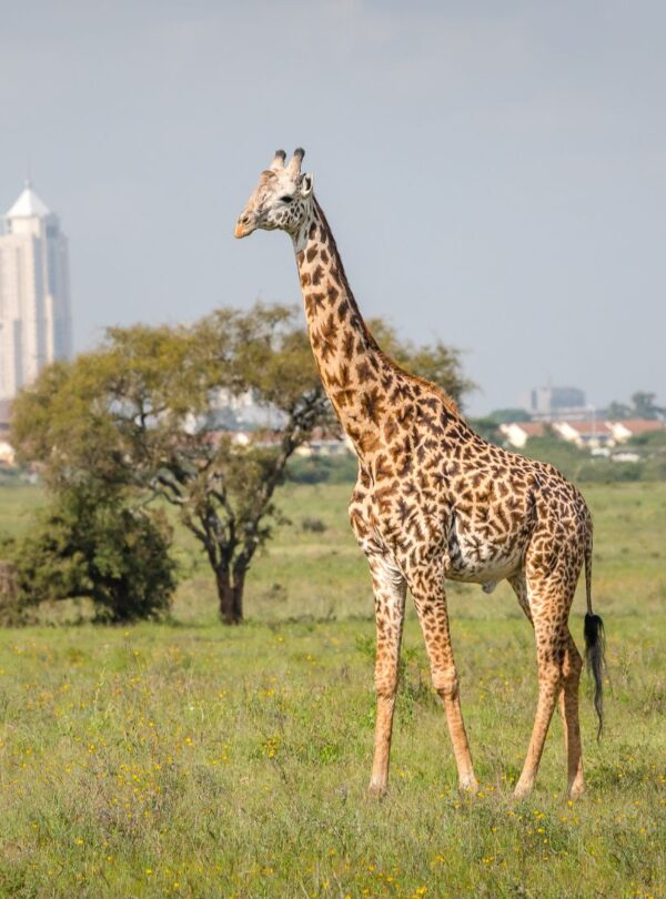 Kenya Day Trips and Short Safaris