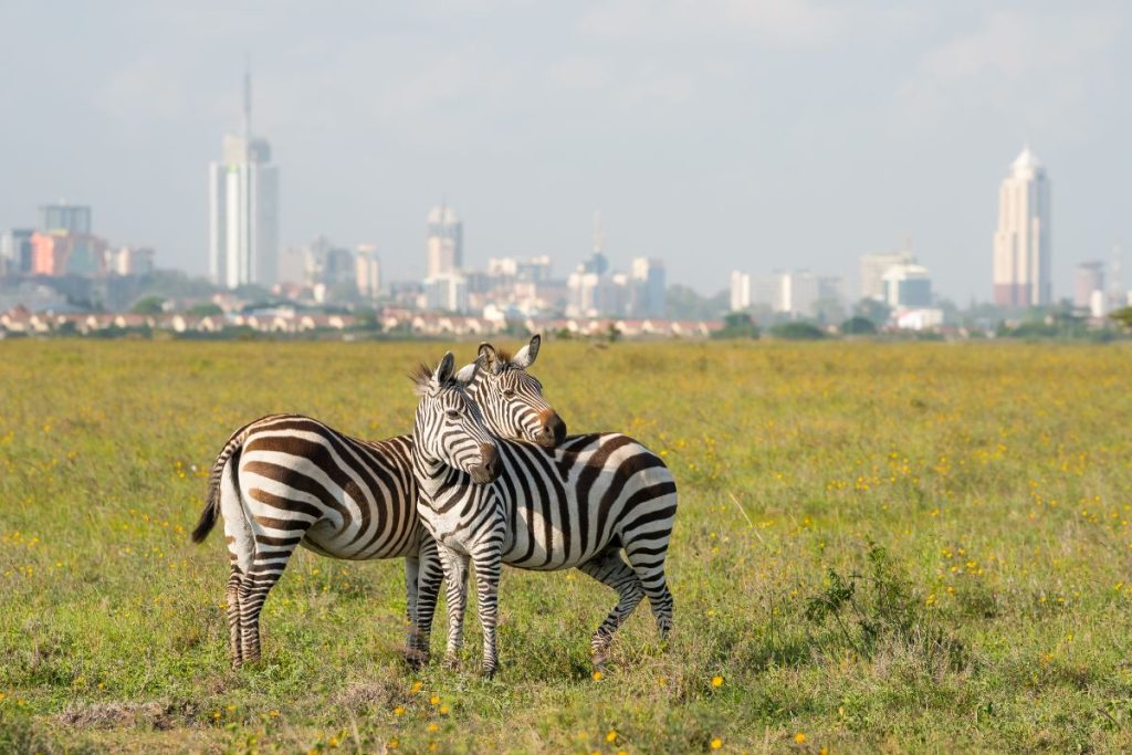 Best 7-Day Kenya Safari Itinerary