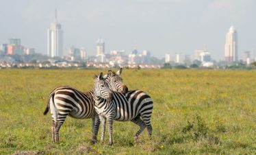Best 7-Day Kenya Safari Itinerary