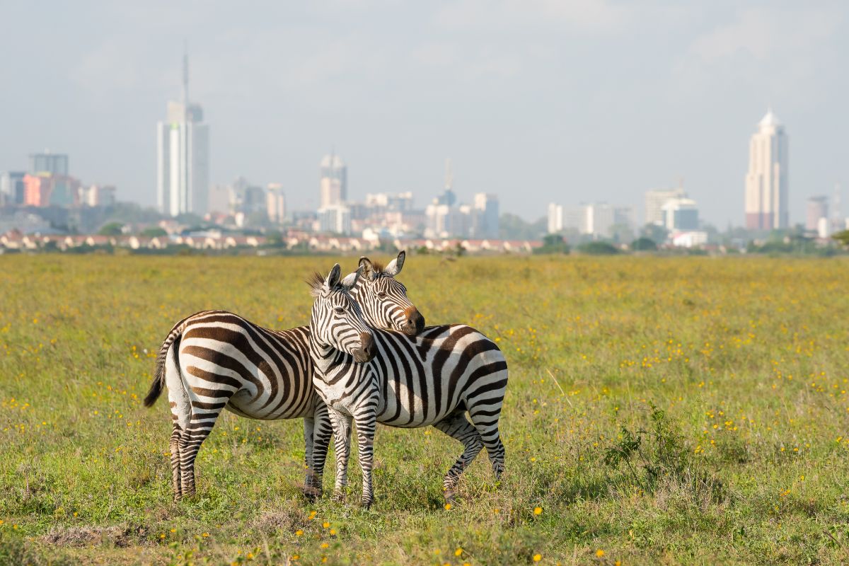 Best 7-Day Kenya Safari Itinerary