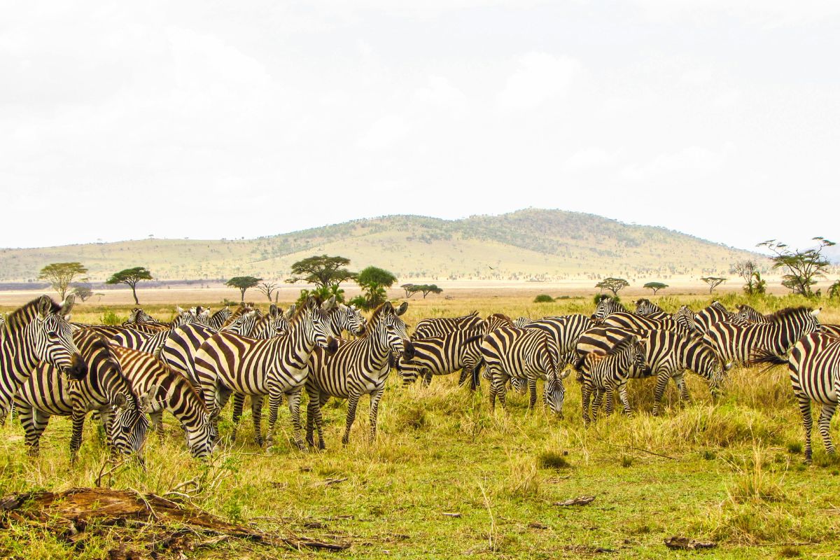 Family-Friendly Kenya Safari Packages