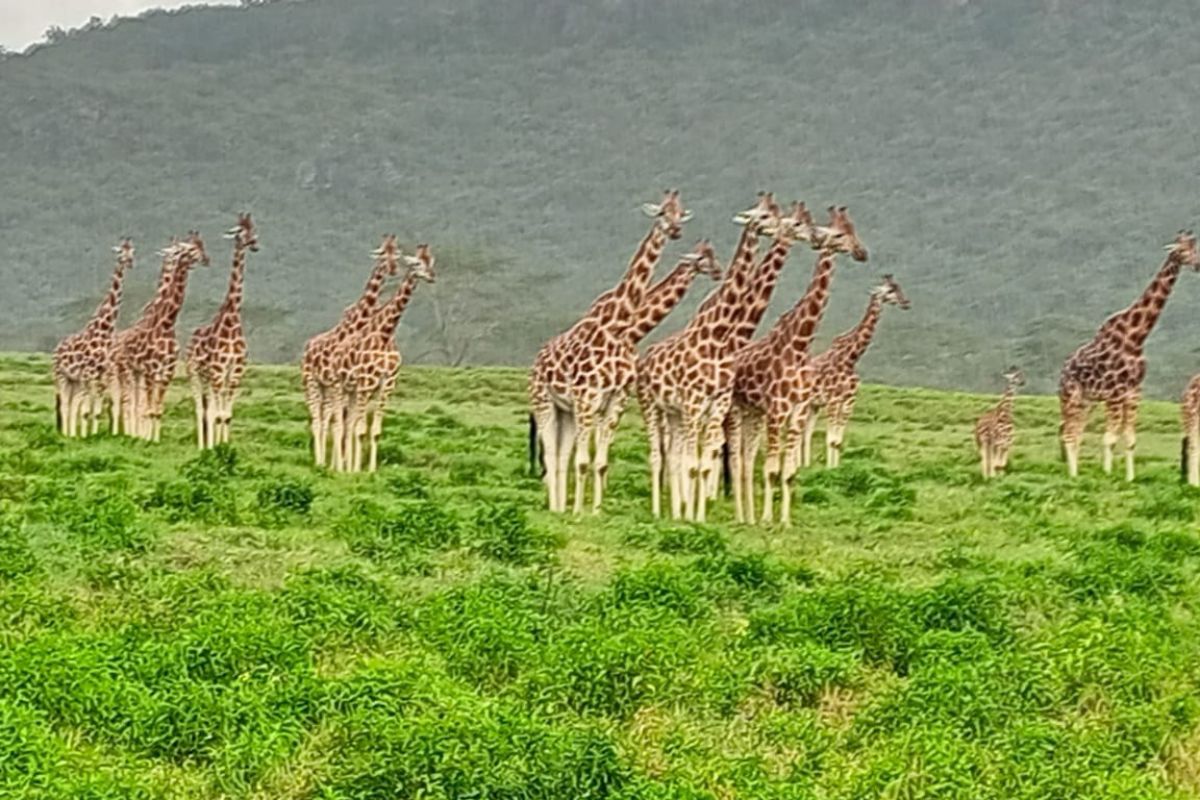 The Best Time to Visit Kenya