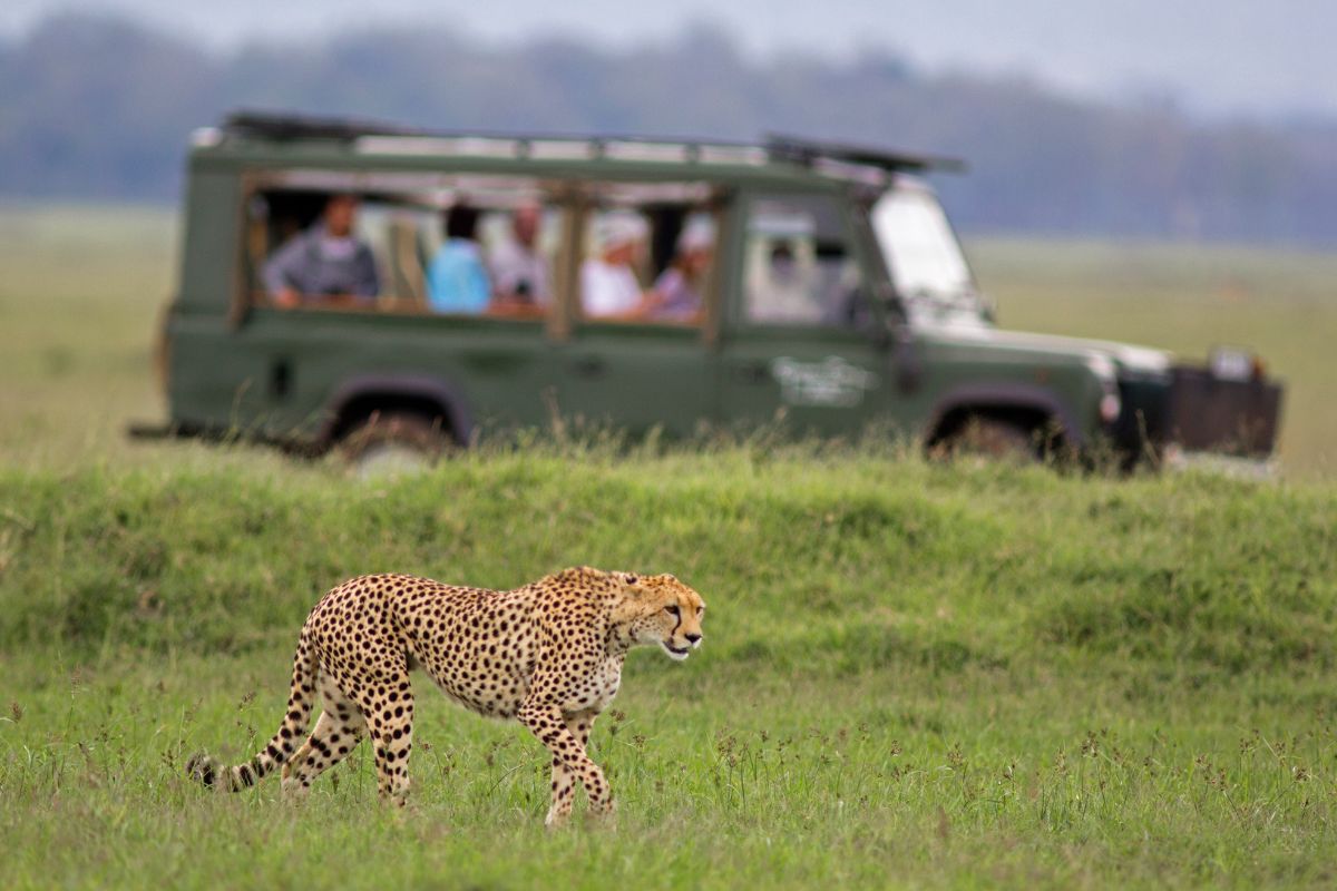 Top Tours and Safari Agencies in Kenya