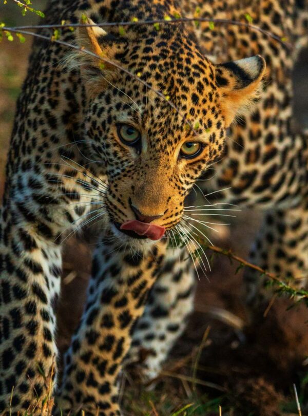Amboseli National Park Safari Package