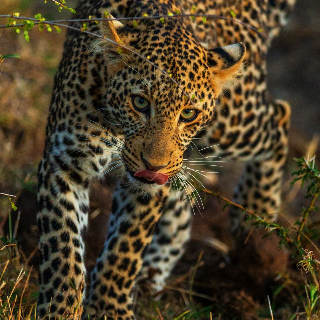 Amboseli National Park Safari Package