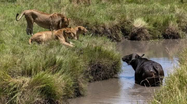 Affordable Kenya safari packages