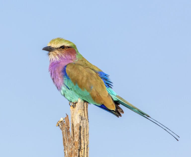 Bird Watching Tours in Kenya 