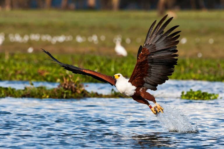 Best African -Kenya safari packages