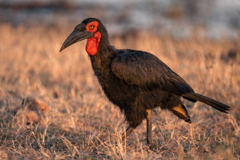 Bird Watching Tours in Kenya 