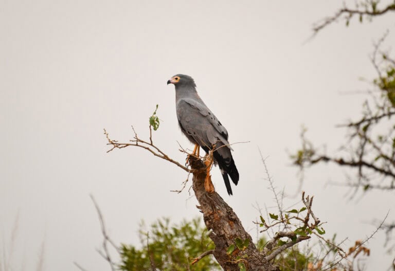 Bird Watching Tours in Kenya 