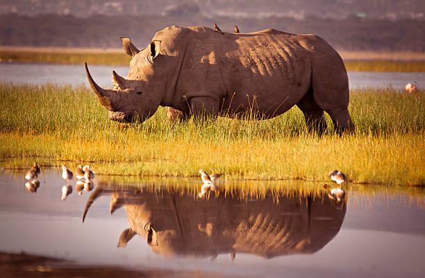 Nanyuki Travel and Safari Packages
