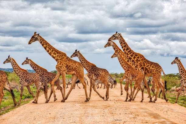 Best Time to Take Nairobi Day Trips and City Tour Packages