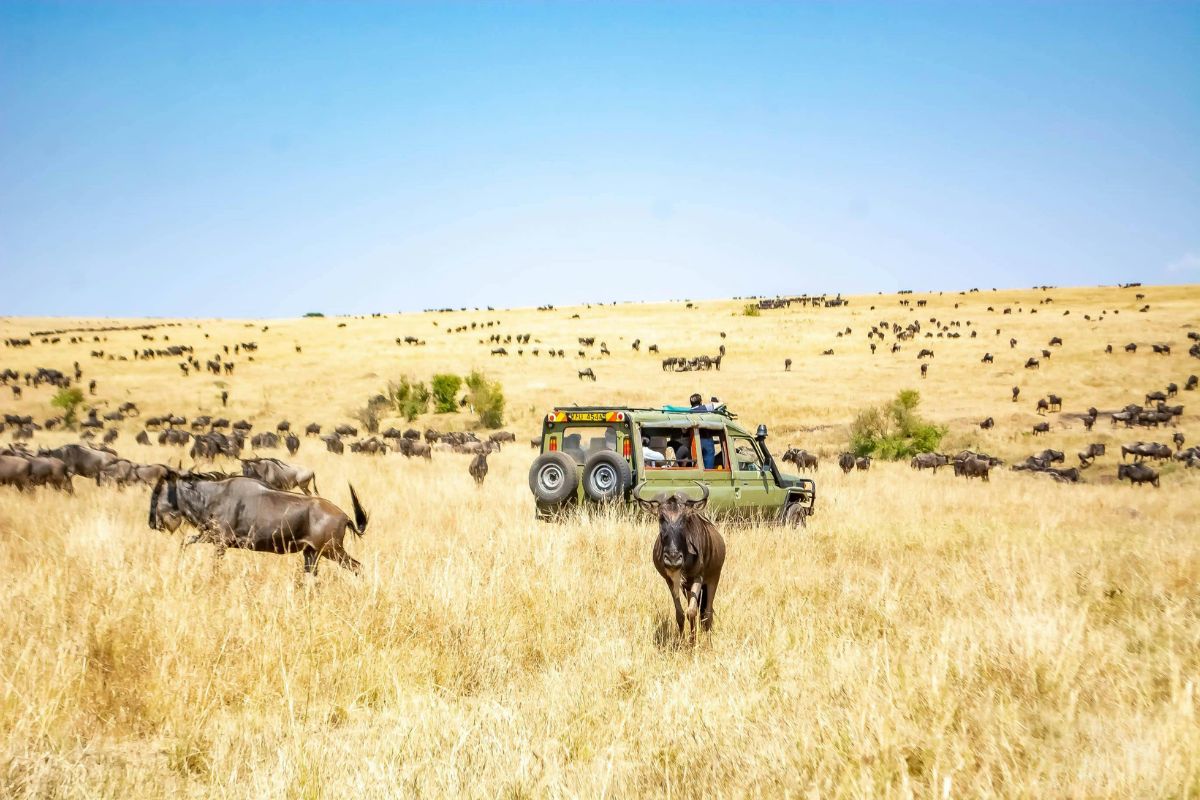 Wildebeest Migration in Kenya 