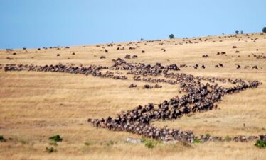 Wildebeest Migration in Kenya