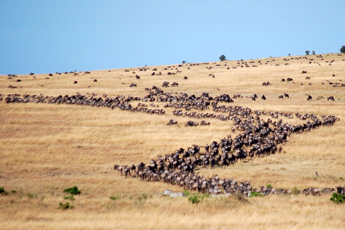 Wildebeest Migration in Kenya 