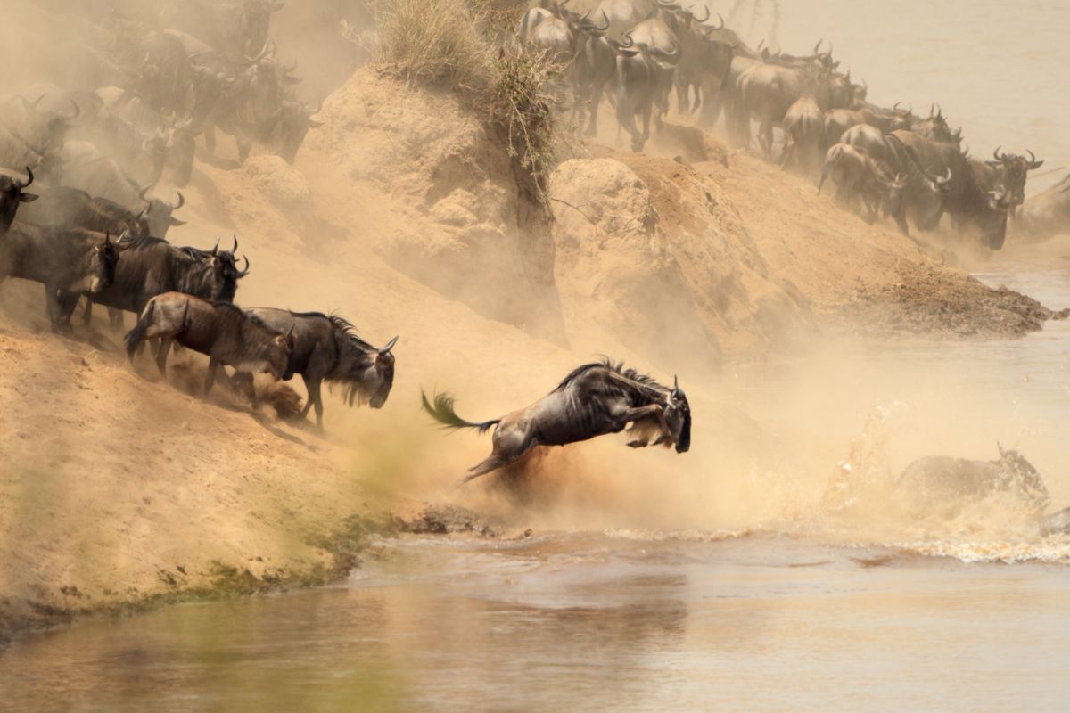 Wildebeest Migration in Kenya 
