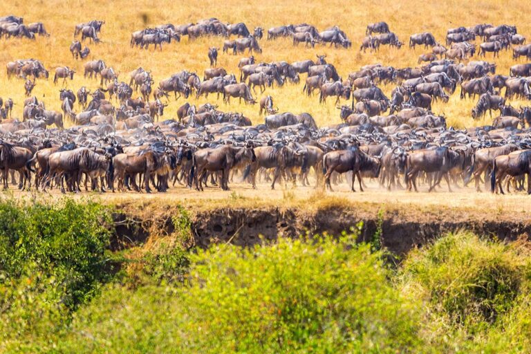 Wildebeest Migration in Kenya
