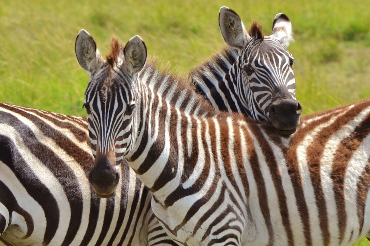 Tsavo East Safari Package