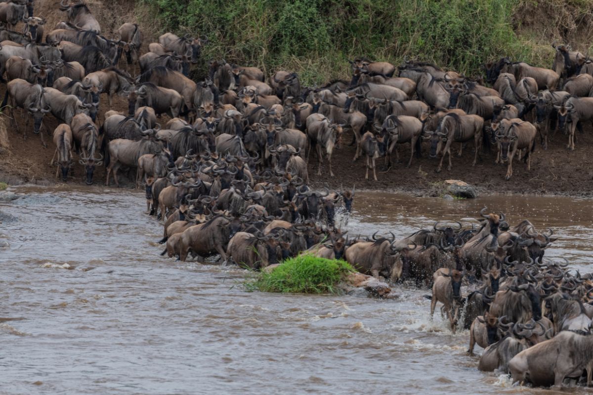 Masai Mara Tours and Safari Packages