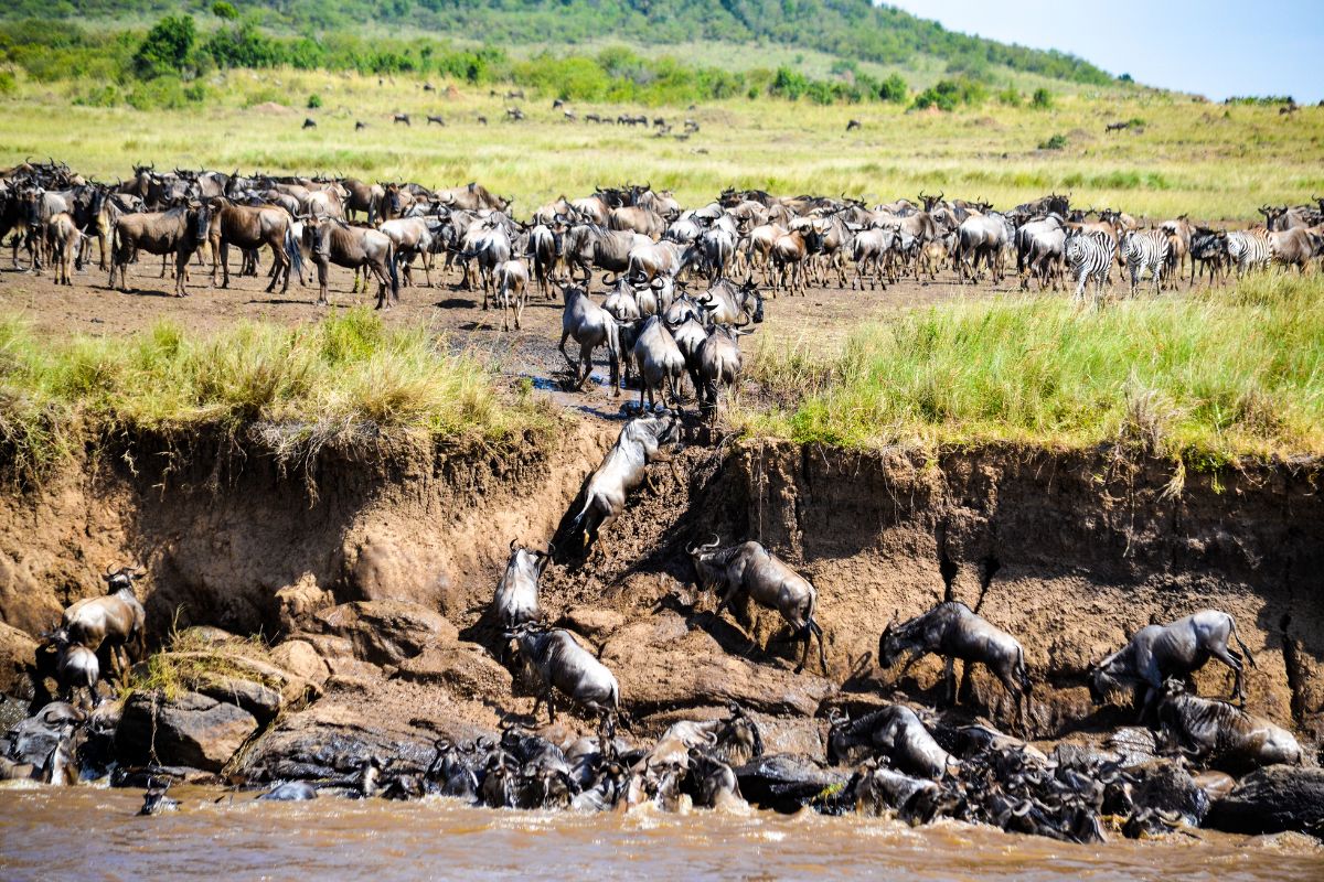Masai Mara Tours and Safari Packages
