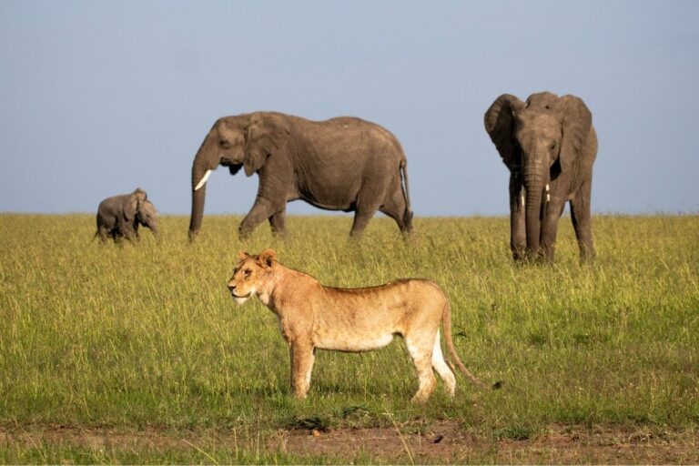Top 15 Safari Planning Tips in Kenya