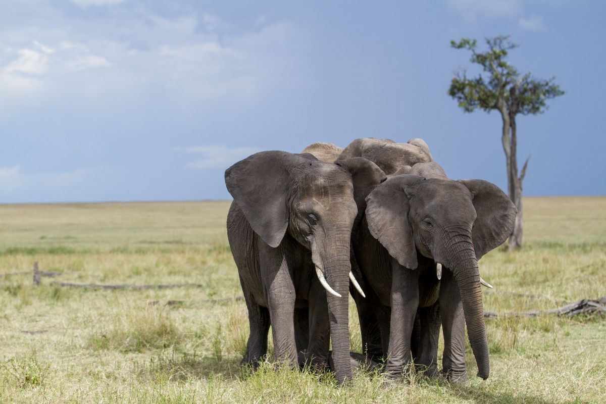 Amboseli National Park safari deals