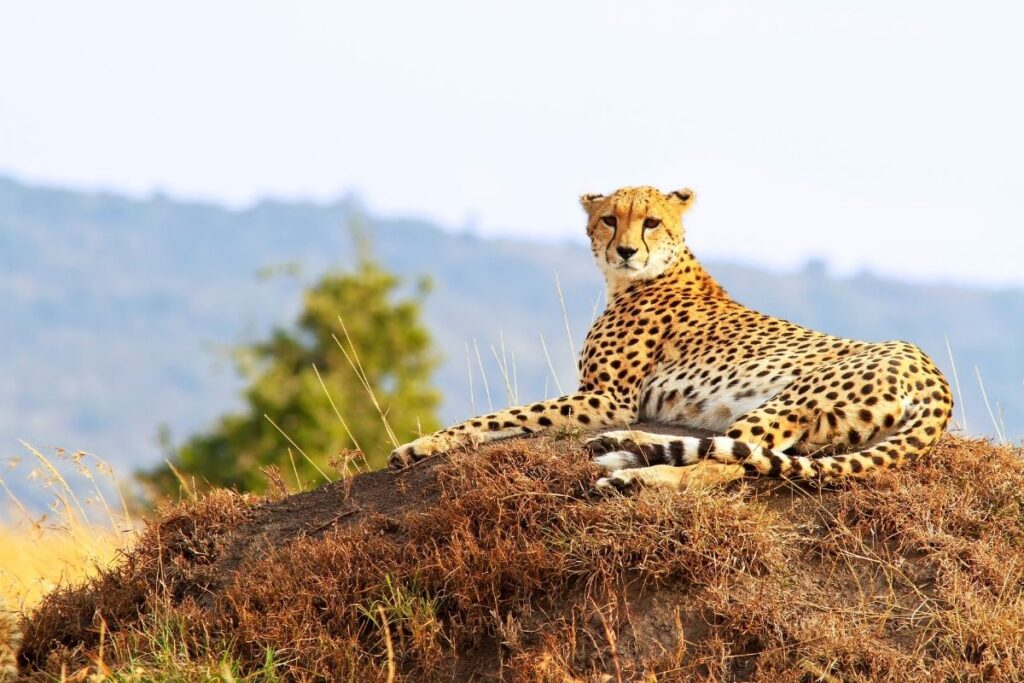 7-Day Kenya Safari Package – The Big Five Adventure