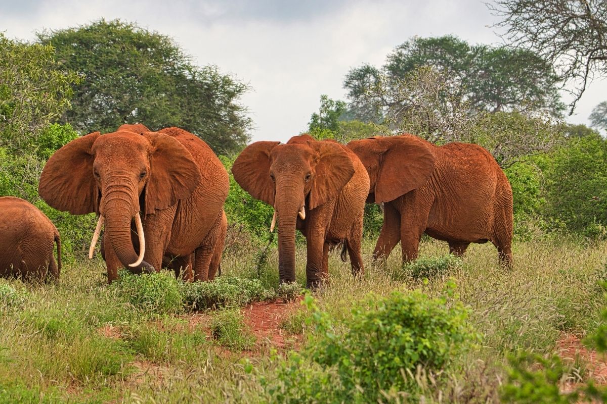 Amboseli National Park safari deals