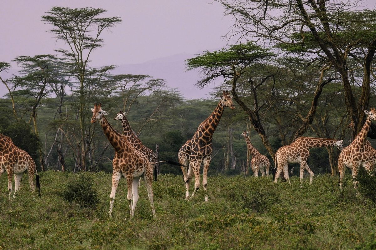 Maasai Mara guided tours from Nairobi