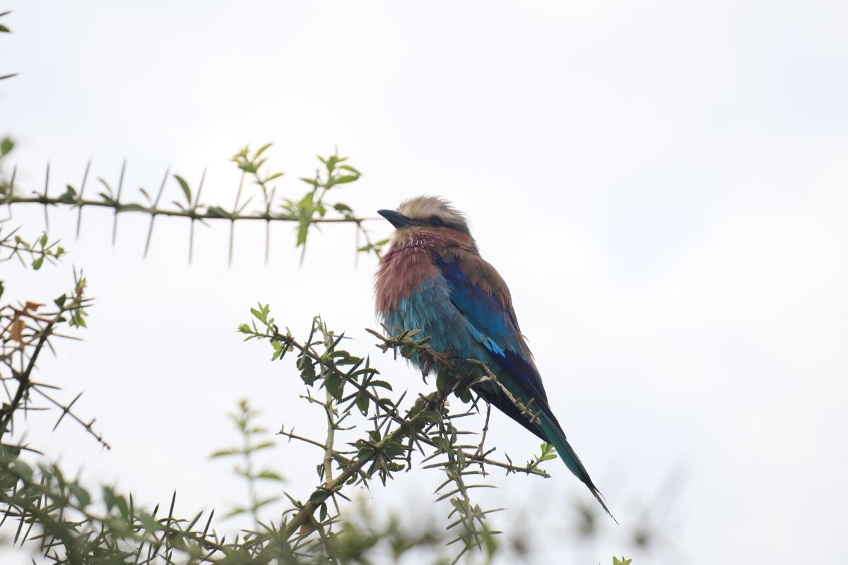 Amboseli National Park safari deals