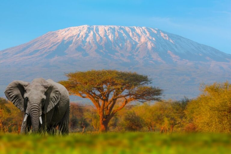 5-Day Amboseli and Tsavo Safari Package